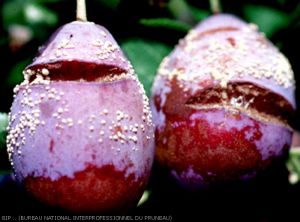 Contamination par le monilia suite à éclatement des fruits. (<i><b>Monilia spp.</b></i>)