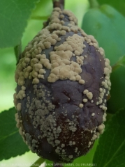 Spores de Monilia laxa/fructicola (grises) et fructigena (beiges) sur le même fruit