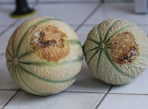 On observe, sur la partie de ces melon au contact du sol, de larges lésions irrégulières, plus ou moins superficiellement fauve à brune, et présentant des petits éclatements. <i><b>Rhizoctonia solani</b></i>