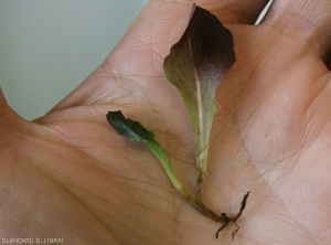 Cette jeune plante attaquée précocement par <i><b>Rhizoctonia solani</b></i> montre un collet et un système racinaire pourri. Les tissus altérés sont de couleur brun sombre. Noter que la pourriture gagne la base de la nervure principale des deux jeunes feuilles.