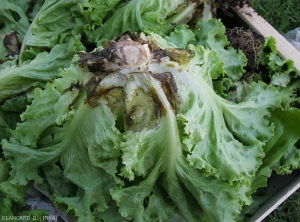 De nombreuses feuilles basales de cette salade montrent des lésions humides et brunes situées de chaque coté de la nervure principale ; sur certaines d'entre-elles, la nervure principale commence à pourrir. (<i><b>Rhizoctonia solani</i></b>)