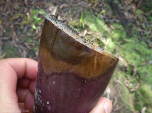 Une large lésion humide, marron à brune, envahit progressivement cette aubergine coupée transversalement. Notez la sporulation de  <i><b>Choanephora cucurbitarum</b></i> sur la partie coupée du fruit.  (pourriture à Choanephora)