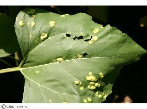 Albugo tournesol feuille 