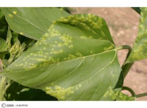 Albugo tournesol feuille 