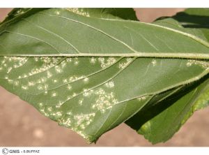 Albugo feuille tournesol 3