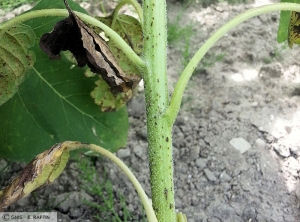 Alternaria helianthi tournesol tige