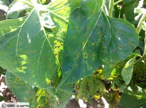 Alternaria tournesol feuille 