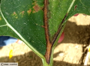 Leptosphaeria lindquistii (Phoma) tournesol feuille