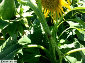 Leptosphaeria lindquistii (Phoma) tournesol tige