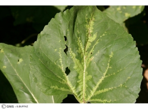 Plasmopara halstedii (Mildiou) tournesol feuille