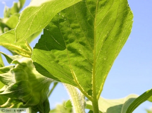 Plasmopara halstedii (Mildiou) tournesol feuille