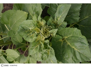 Plasmopara halstedii (Mildiou) tournesol plante