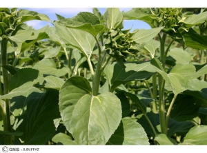 Plasmopara halstedii (Mildiou) tournesol plante