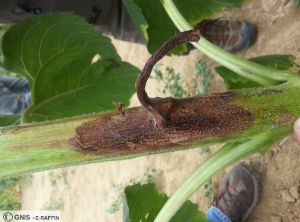 Sclerotinia tige tournesol