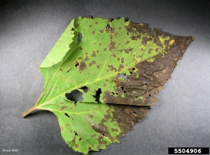 Septo tournesol feuille 