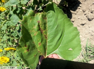 Verti tournesol feuille