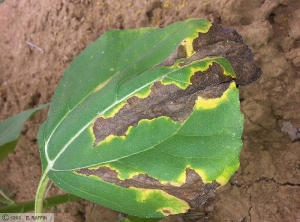 Verticilium tournesol feuille