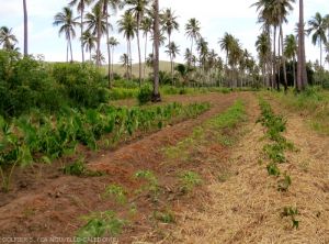 contexte-culturale-NC-tubercules-tropicaux-1