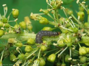 Larve de <i>Lobesia botrana</i> sur inflorescence de vigne