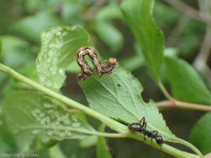 Chenille d'<i>Erannis defoliaria</i> sur prunier. Ce lépidoptère peut causer des dégâts importants sur les arbres fruitiers au printemps. <b>Hibernie ou phalène défeuillante)</b> (mottled umber)