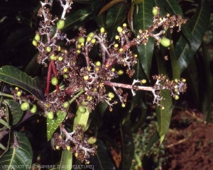 Oïdium sur inflorescence