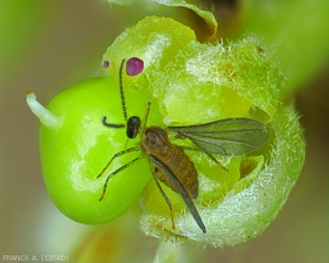 Procontarinia mangiferae