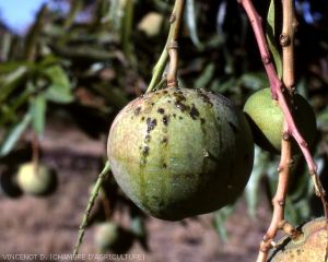 Dégâts_Xanthomonas_fruit2