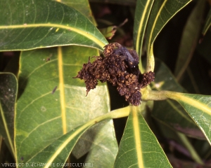 Dessèchement d'une inflorescence