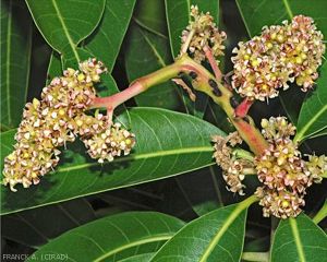 Déformation des inflorecences par la cédomyie des fleurs