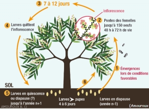 Cycle_cécidomyie_fleurs