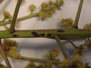 Développement d'Anthracnose sur l'inflorescence.
<br>Crédit photo : David Herzog / Cirad.