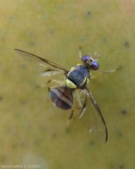 Bactrocera_dorsalis