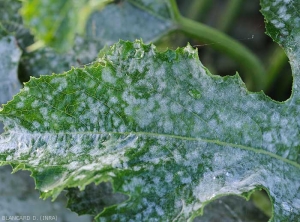 Aspect de la  moisissure poudreuse blanche associée à l'oïdium sur feuille de courgette. <i><b>Podosphaera xanthi</b></i>  ou <b><i>Golovinomyces cichoracearum</i> var. <i>cichoracearum</i></b> (oïdium ou blanc, powdery mildew, white mold)