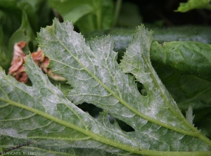 Aspect de la  moisissure poudreuse blanche associée à l'oïdium à la face inférieure d'une feuille de courgette. <i><b>Podosphaera xanthi</b></i>  ou <b><i>Golovinomyces cichoracearum</i> var. <i>cichoracearum</i></b> (oïdium ou blanc, powdery mildew, white mold)