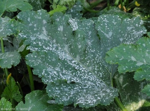 Plusieurs taches poudreuses blanches se sont développées sur le limbe de cette feuille de courgette <i><b>Podosphaera xanthi</b></i>  ou <b><i>Golovinomyces cichoracearum</i> var. <i>cichoracearum</i></b> (oïdium ou blanc, powdery mildew, white mold)