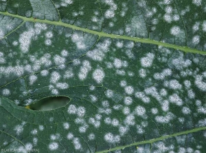 Détail de nombreuses jeunes colonies mycéliennes de <i><b>Podosphaera xanthii</b></i> ou de <i><b>Golovinomyces cichoracearum</b></i> se développant sur une feuille de courgette. (oïdium)