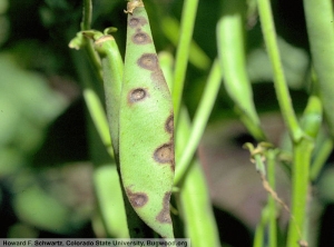 Colletotrichum lindemuthianum haricot