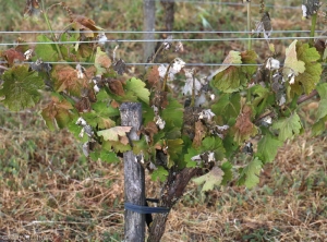 La totalité des jeunes pousses de ce cep de vigne est affectée par le gel. Notons que ce sont surtout les apex et les plus jeunes feuilles qui sont le plus touchés. <b> Dégât de gel </b>