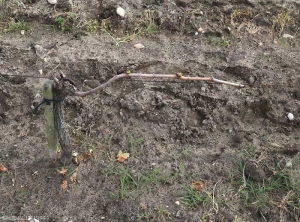 Suite à de fortes gelées,la totalité de la végétation de ce cep a été détruite et la vigne à été retaillée.<b> Dégât de gel </b>