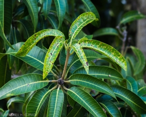 Dégâts_Procontarinia_matteiana_feuilles