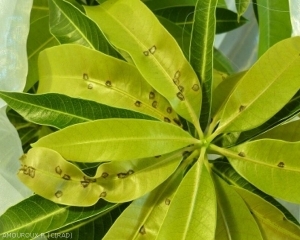 Les cécidomyies des fleurs pond également dans les jeunes feuilles