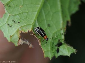 Acalymma-buvittula-Courgette3