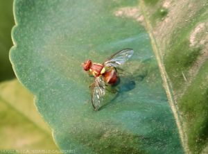 Mouche_des_fruits_Batrocera_tryoni_2