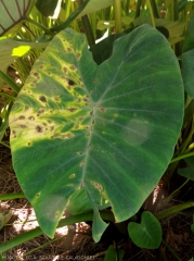 Plusieurs taches nécrotiques parsème un secteur du limbe de cette feuille de taro. Notez le jaunissement de ce dernier autour des lésions. <b><i>Phoma</i> spp.</b>  (taro shot hole disease)