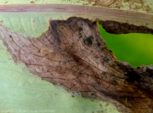 Détail d'une lésion nécrotique sur feuille de taro.  <b><i>Phoma</i> spp.</b>