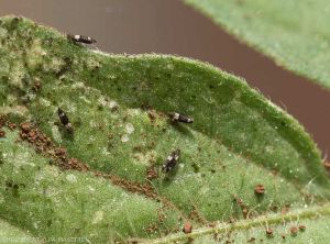 Caliothrips-Tomate1