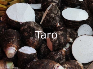 Taro