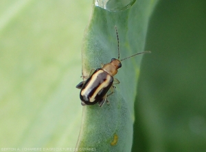 Altise Systena s-littera sur feuille de chou