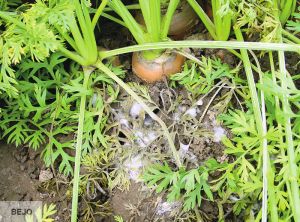 Sclerotinia sclerotiorum Carotte