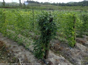 Culture palissée de haricots "kilomètres" (<i>Vigna unguiculata</i>)